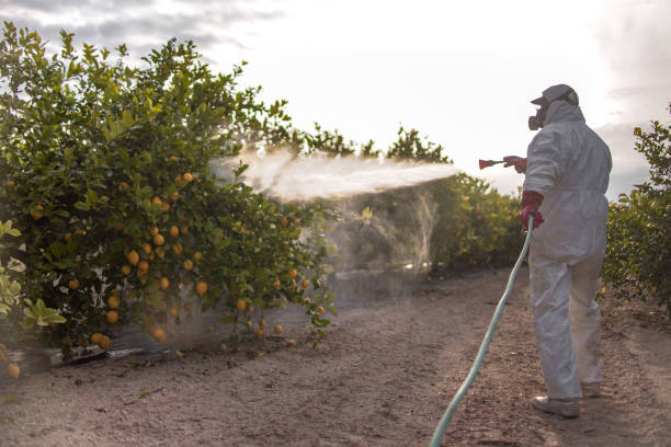 Best Affordable Pest Control Services  in Beaver Dam, AZ