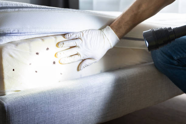 Best Wasp Removal Services  in Beaver Dam, AZ