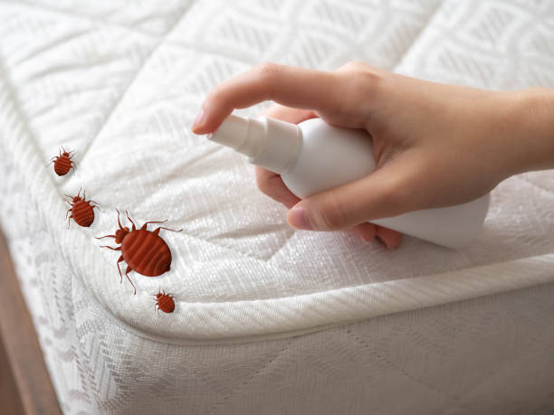 Best Bed Bug Extermination  in Beaver Dam, AZ