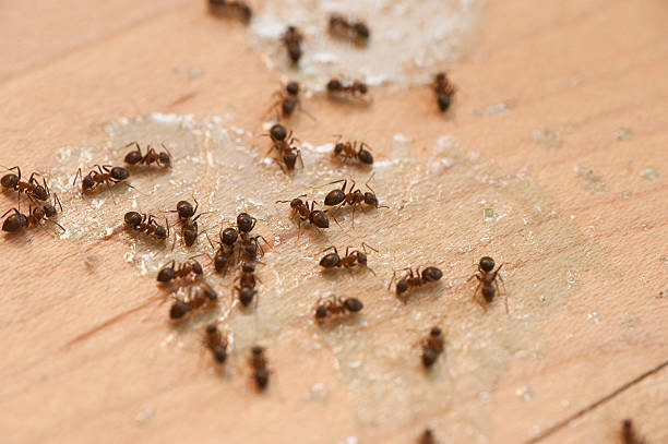 Best Emergency Pest Control  in Beaver Dam, AZ